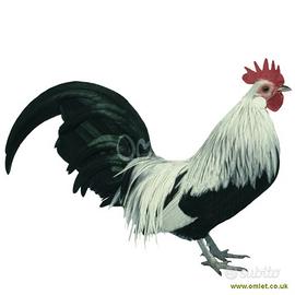 Galli e galline olandese nana