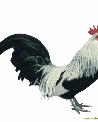 Galli e galline olandese nana