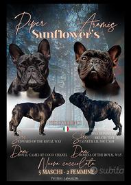 Cuccioli Bulldog francese