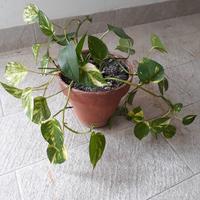 Pianta di photos in vaso di terracotta