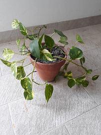 Pianta di photos in vaso di terracotta