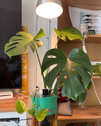 Pesci acquario: Guppy Platy Gamberetti Piante Pado