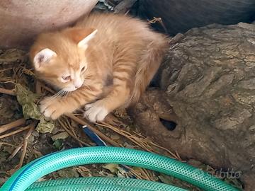 due gattini adorabili 