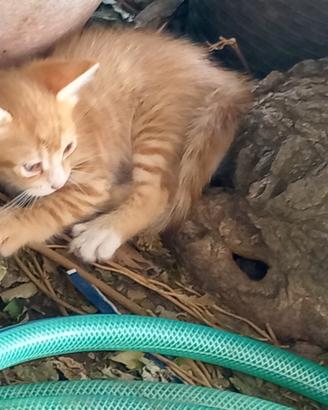 due gattini adorabili 