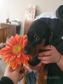 Cucciola di Dobermann nera - ultima della cucciola