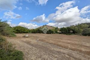 TER. AGRICOLO A PIANELLA