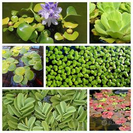 Piante acquatiche per laghetti e mini pond 