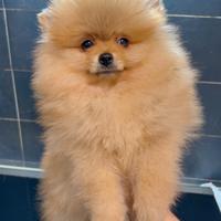 Pomerania Spitz nano