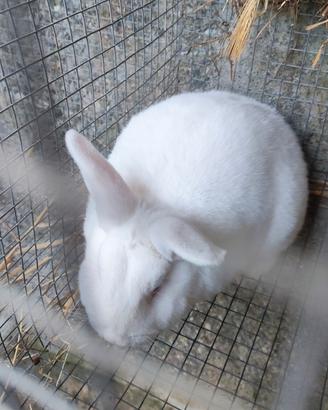 Bianco di nuova Zelanda Californiano Rex