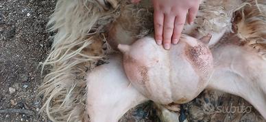 Agnello bianco