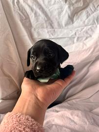 Cuccioli di taglia media da adottare a frosinone