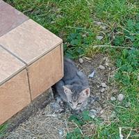 Gattini già svezzati