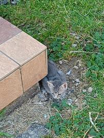 Gattini già svezzati