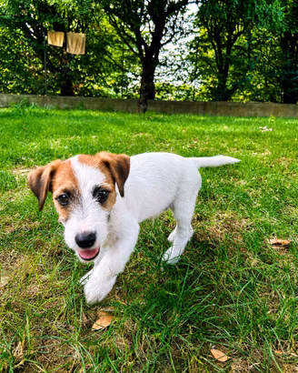 Cuccioli incrocio jack russell
