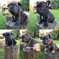 Cuccioli di Bulldog Francese