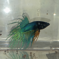 Betta varie tipologie