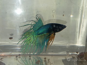 Betta varie tipologie