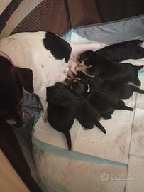 Cuccioli incrocio pincher Jack Russell