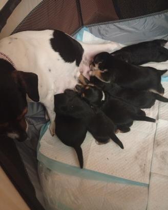 Cuccioli incrocio pincher Jack Russell