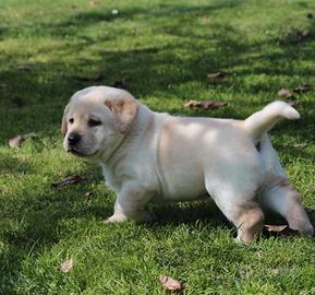 Cuccioli labrador retriever