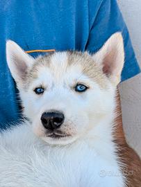 Cuccioli di Siberian Husky