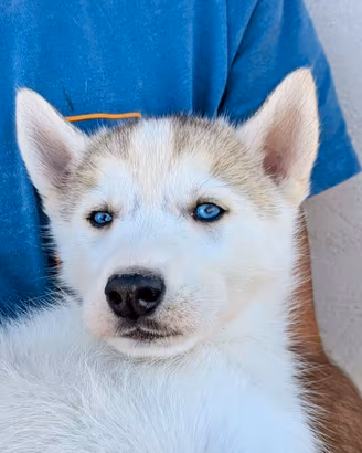Cuccioli di Siberian Husky