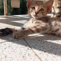 Cuccioli di gatto