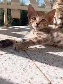 Cuccioli di gatto
