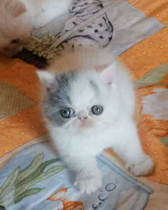 Cuccioli di razza exotic shorthair alta qualità