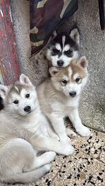 Cuccioli husky