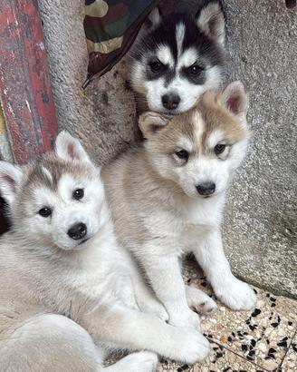 Cuccioli husky