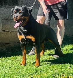 Maschio Rottweiler
