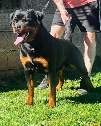 Maschio Rottweiler