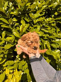 Cuccioli barboncini