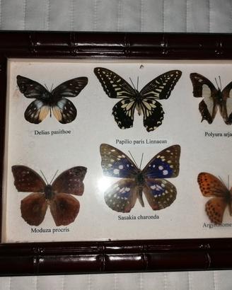 Collezione di farfalle reali