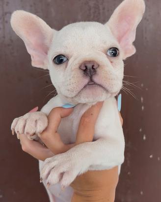 Bulldog francese