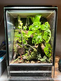 Terrario allestito 60x40x40 per gechi ciliatus