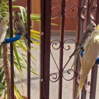 CALOPSITE pulli o allevate a mano