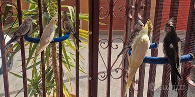 CALOPSITE pulli o allevate a mano