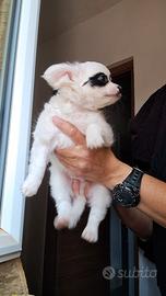 cuccioli di chihuhua pelo lungo e corto maschi