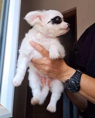 cuccioli di chihuhua pelo lungo e corto maschi