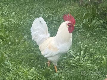 Gallo Bianco da giardino e pollaio