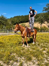 Cavallo derivata QUARTER HORSE