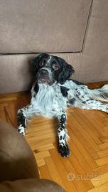 Setter inglese Enci