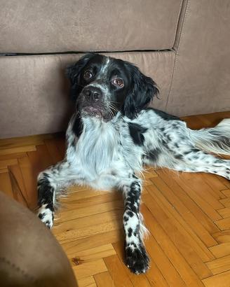 Setter inglese Enci