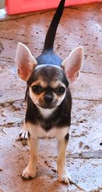 Chihuahua cucciola con pedigree enci