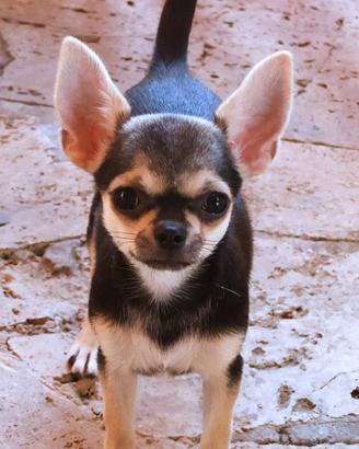 Chihuahua cucciola con pedigree enci