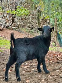 Capretta nana tibetana