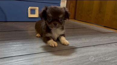 Chihuahua tricolore pelo lungo