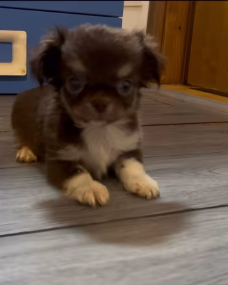 Chihuahua tricolore pelo lungo